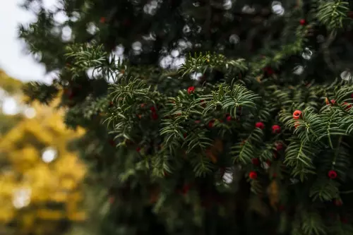 kerstboom-voor-in-je-achtertuin