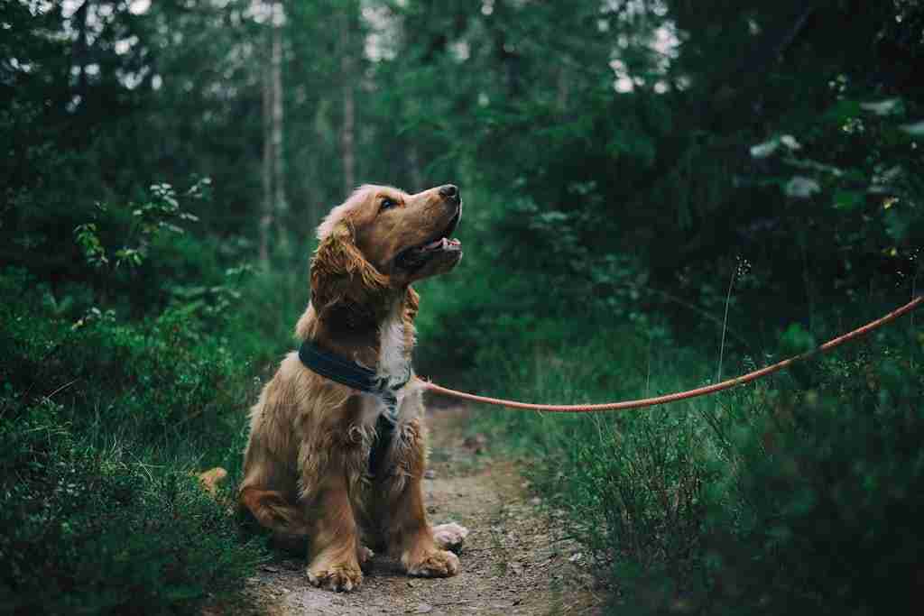 Een getrimde hond