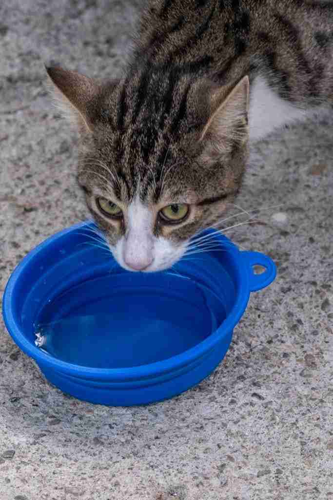 een kat die water drinkt