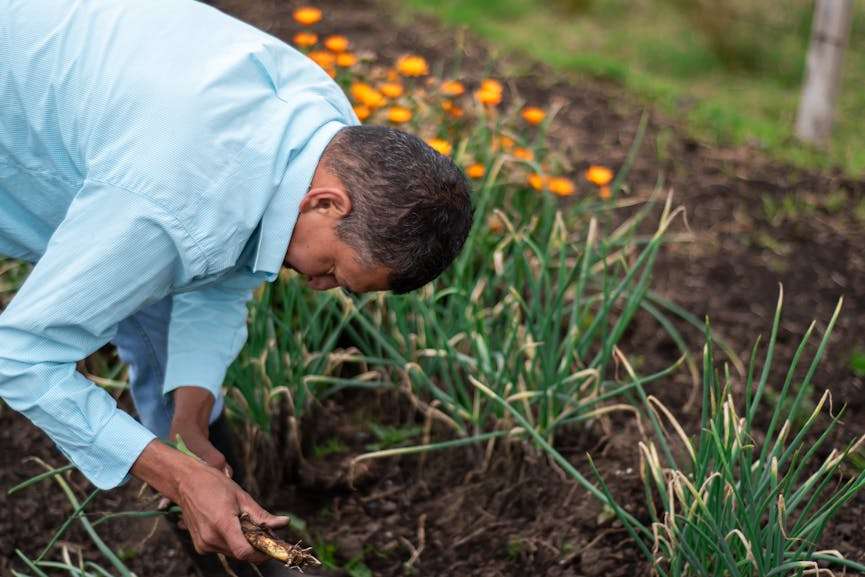 man verzorgt eigen moestuin