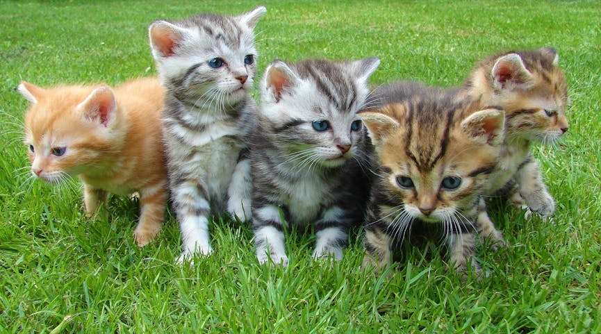 5 kleine gezonde kittens