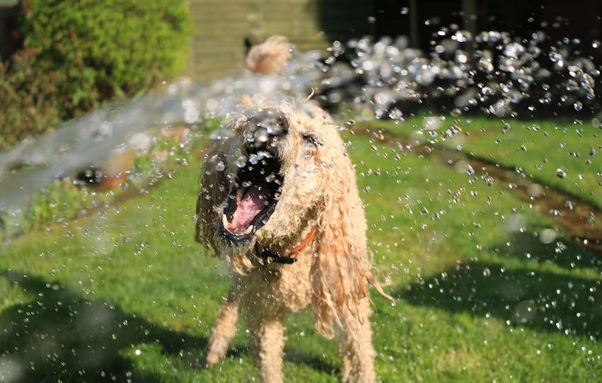 hond speelt met water in de tuin