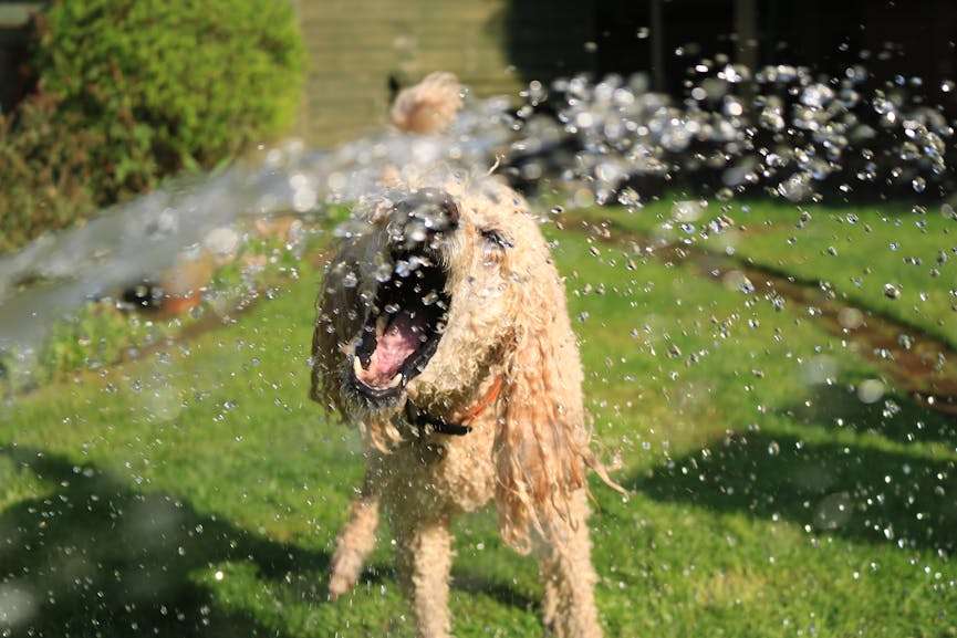 hond speelt met water in de tuin