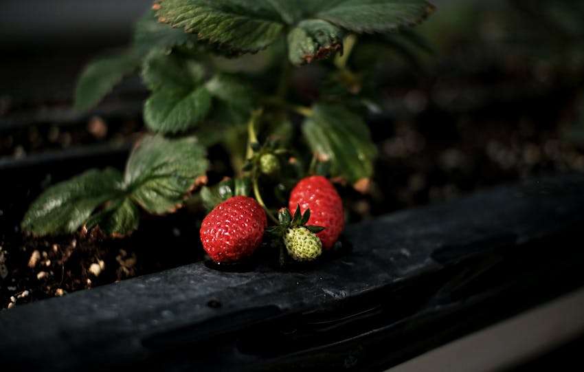 twee volgroeide aardbeien in moestuin