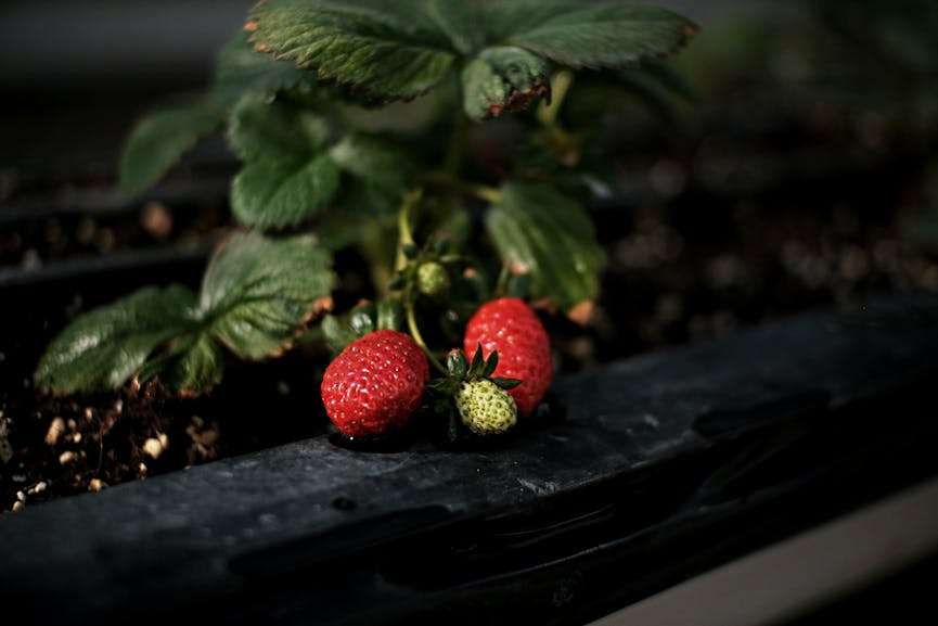 twee volgroeide aardbeien in moestuin