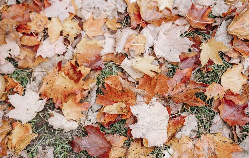 bladeren in herfstkleuren liggen op het gras