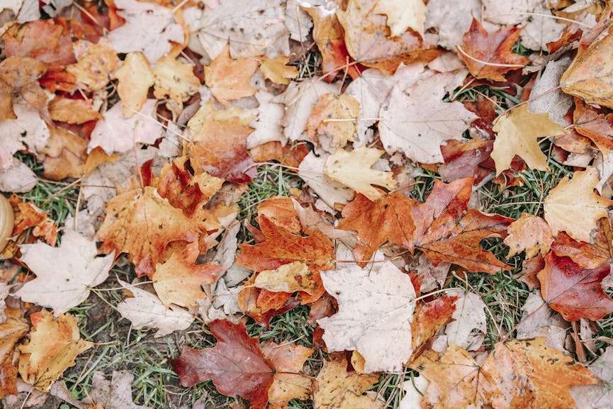 bladeren in herfstkleuren liggen op het gras