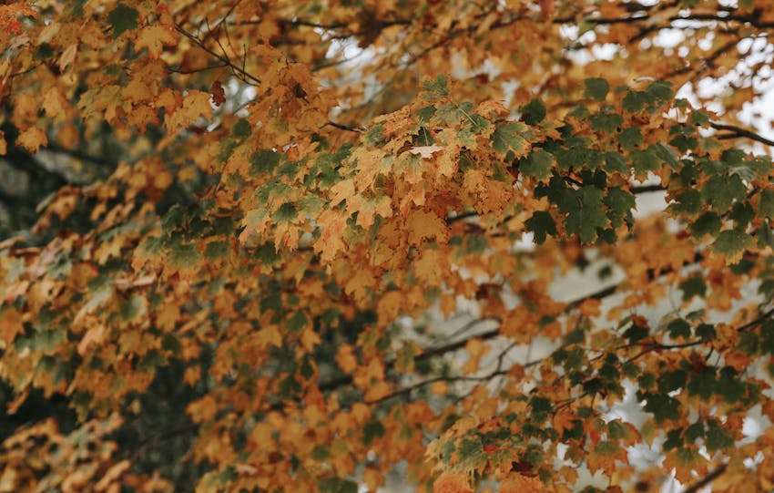 boom met herfstkleurige bladeren