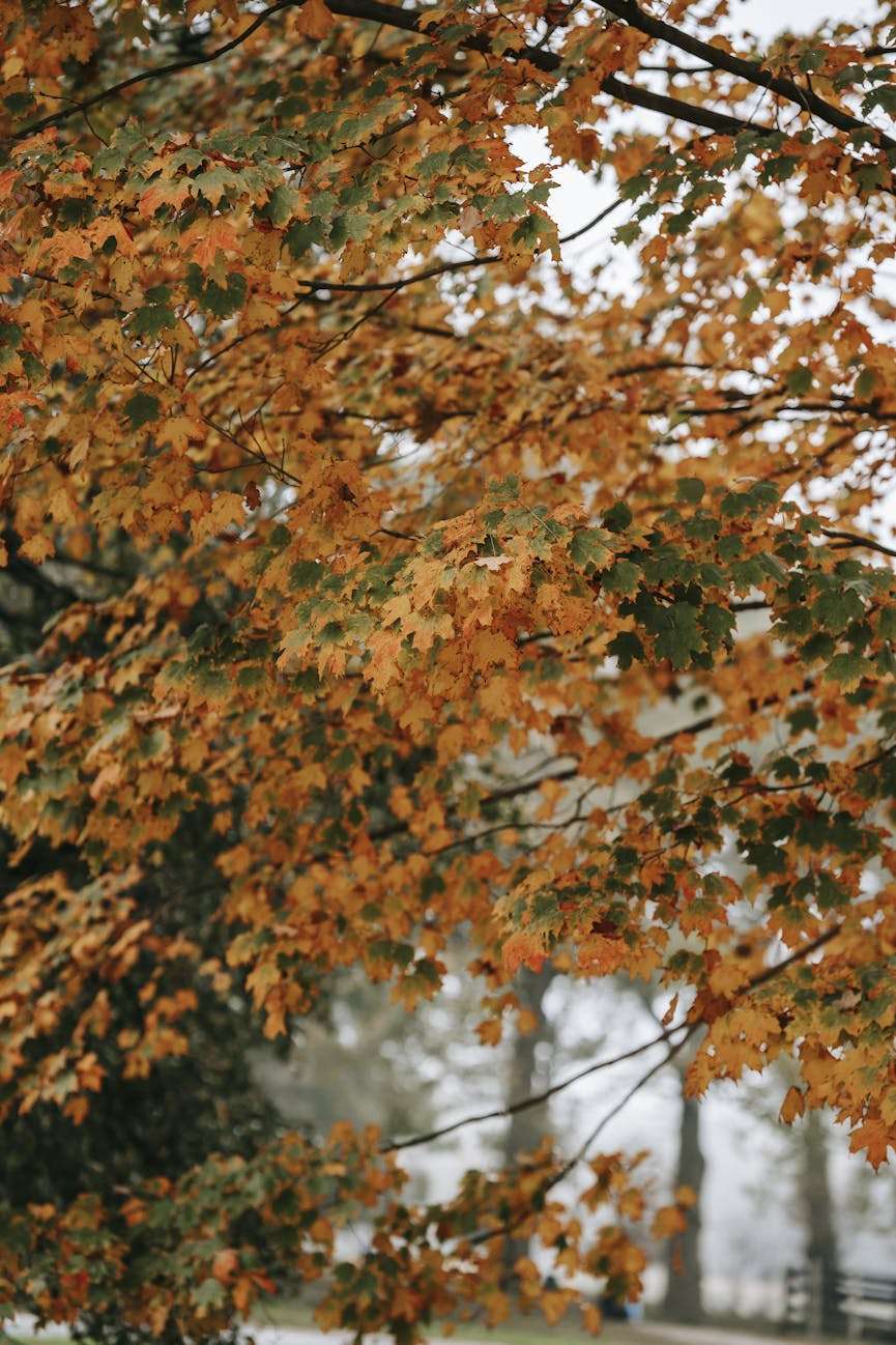 boom met herfstkleurige bladeren